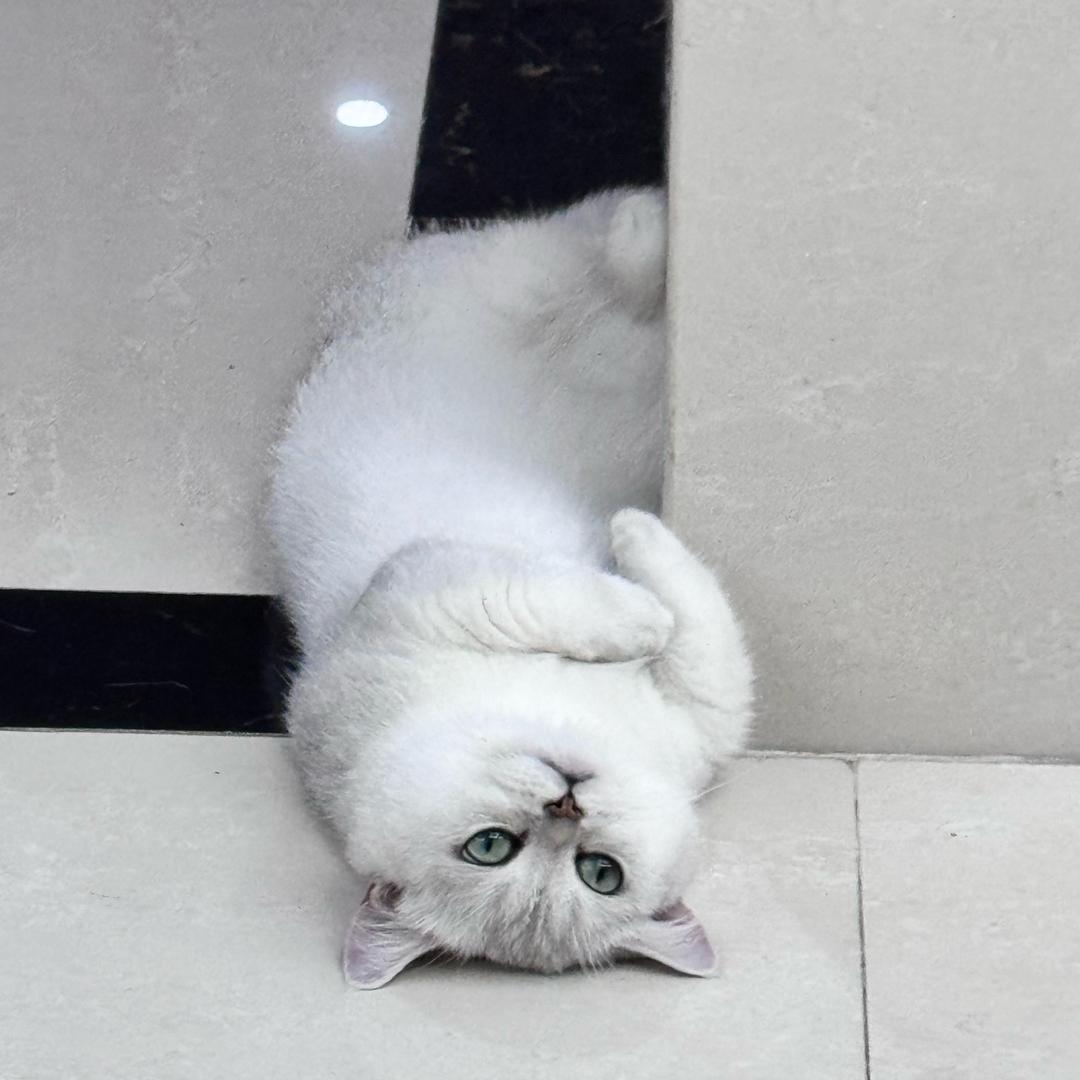 -Yyyy-