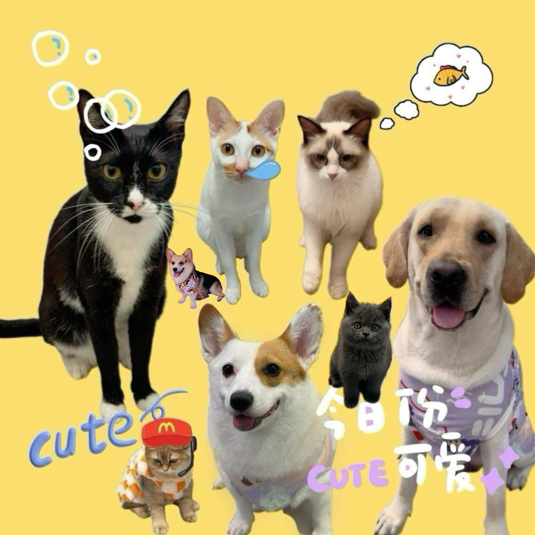 玖月是只基🐶