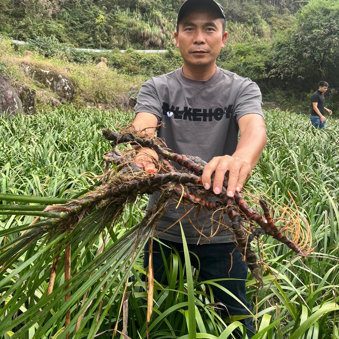 鑫合昌药业·桂昌农业种植技术服务号