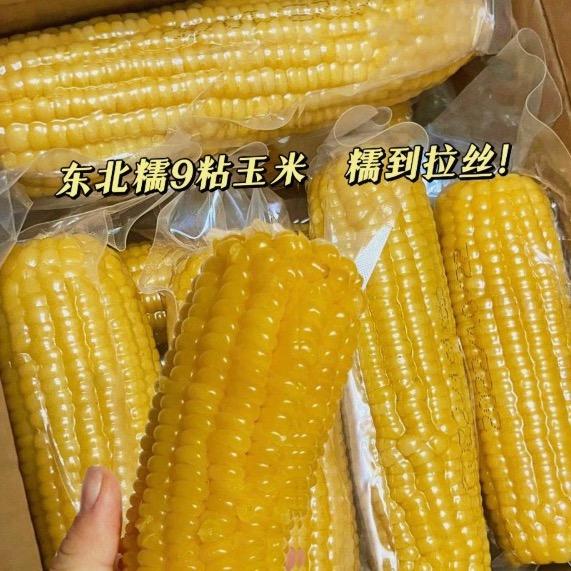 黑龙江粘糯玉米~厂家
