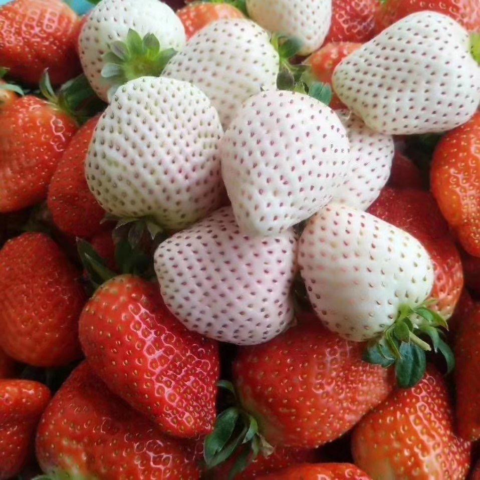 重兴庄有机草莓🍓采摘园