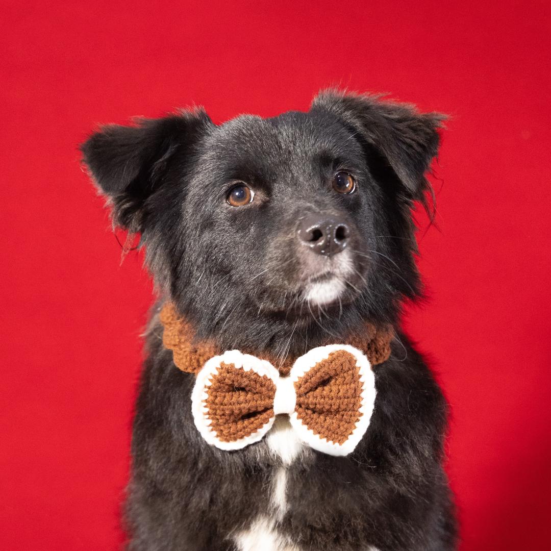 一狗仨猫打工仔