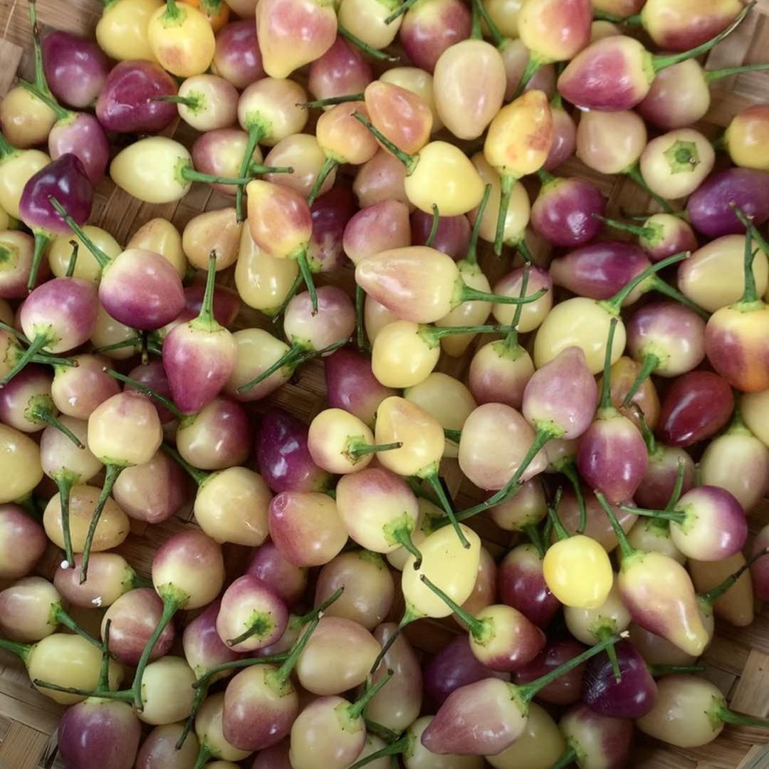 十八哥 (发财哥团队)