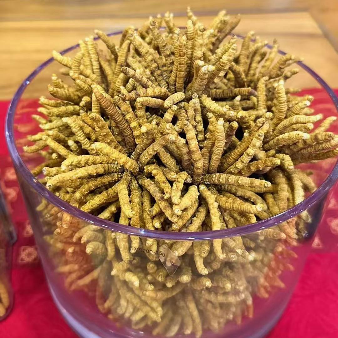 追求者名贵药材