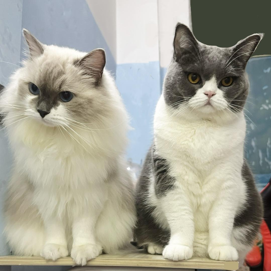 团团和丸子是只猫🐱