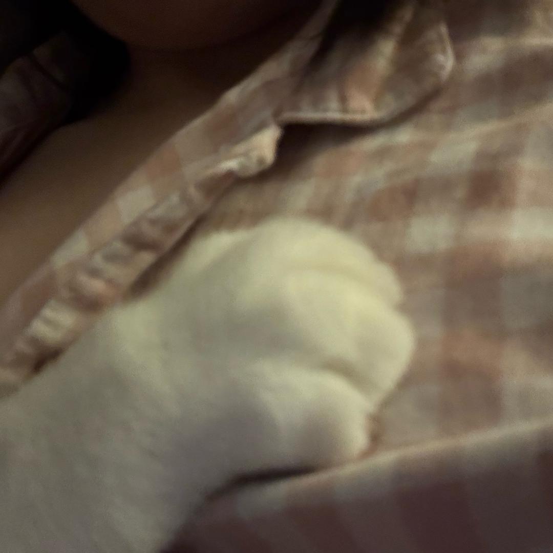 诸葛钢铁不姓祝