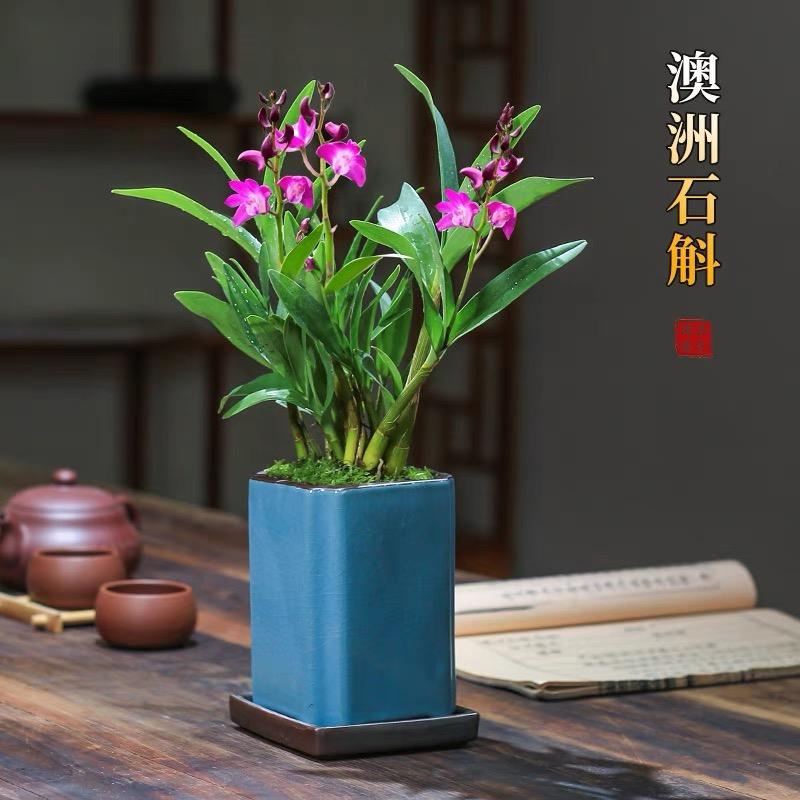 梦香花卉