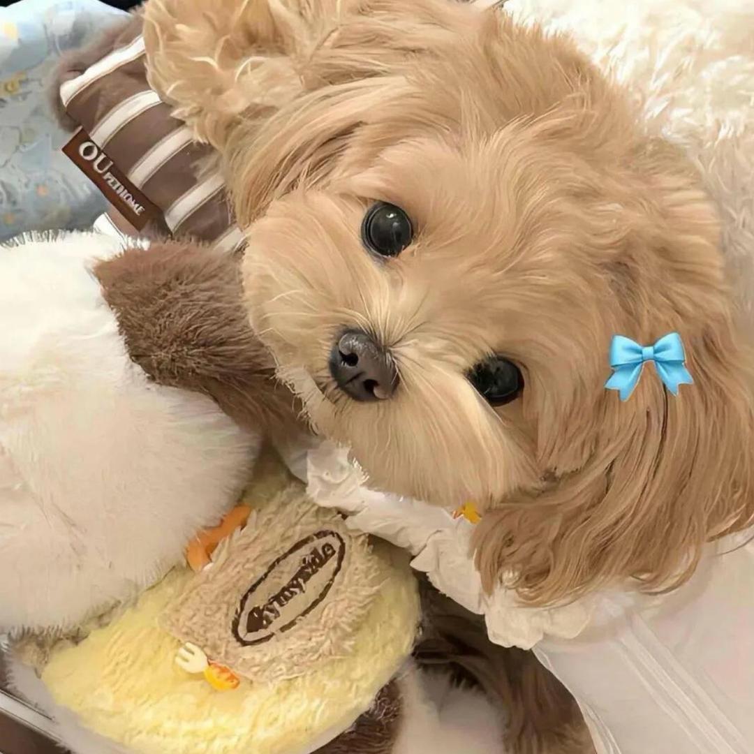 Sweetheart🧸