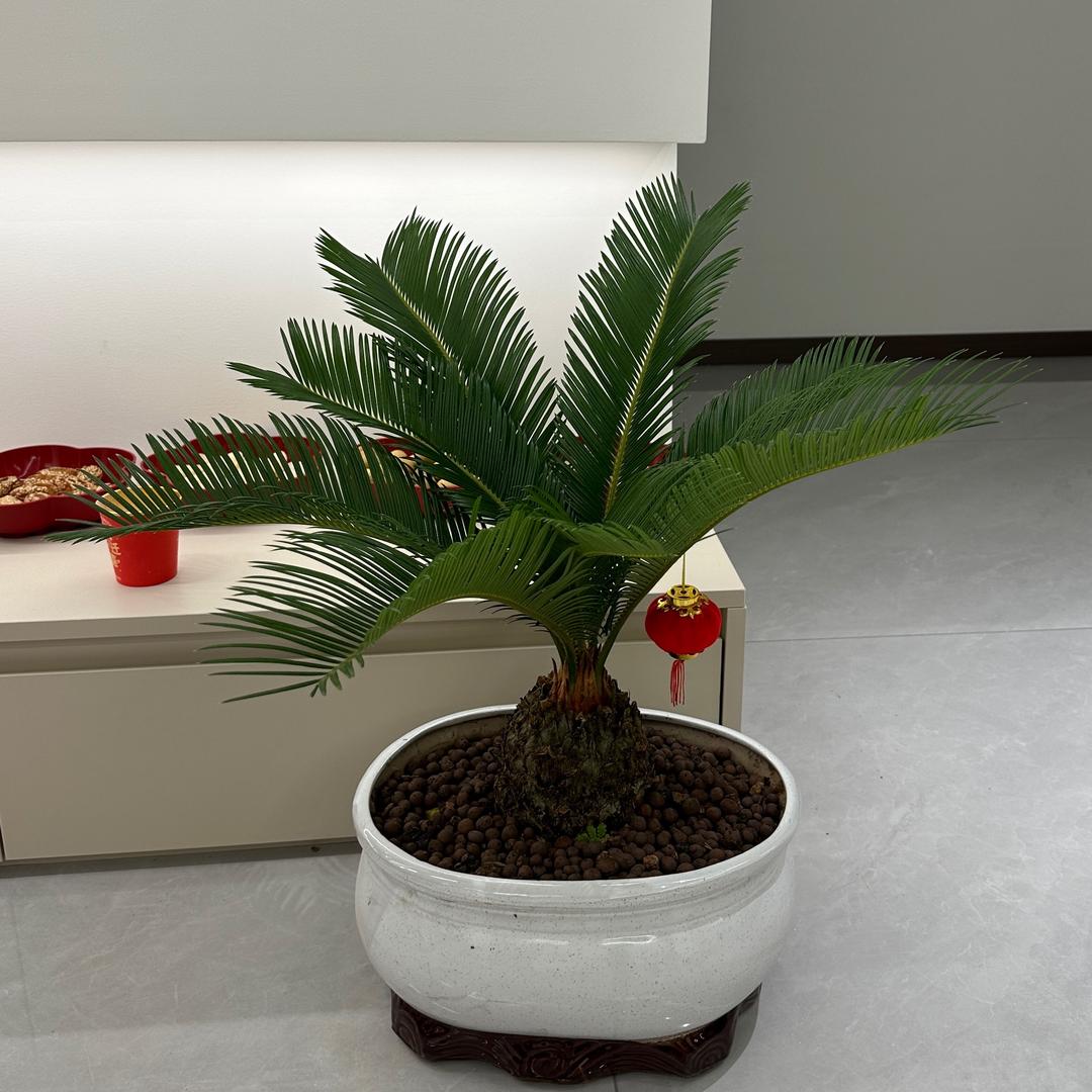 春屿生活绿植基地