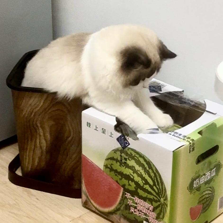 漂亮咪可爱鼠