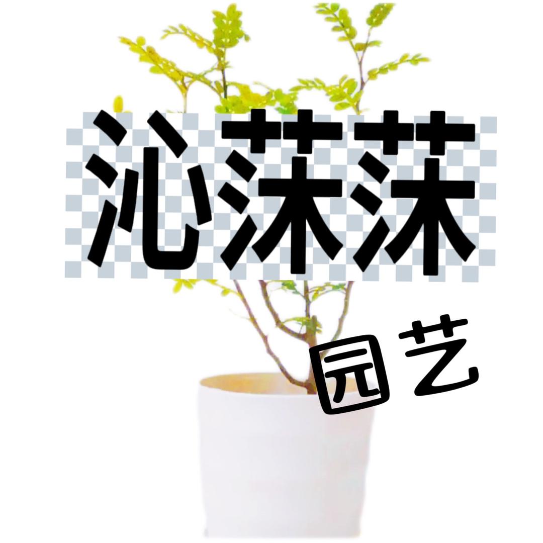 沁莯莯园艺花卉