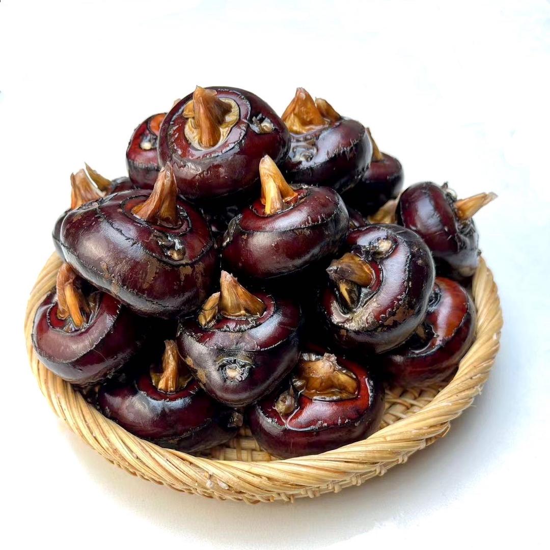 子宸马蹄