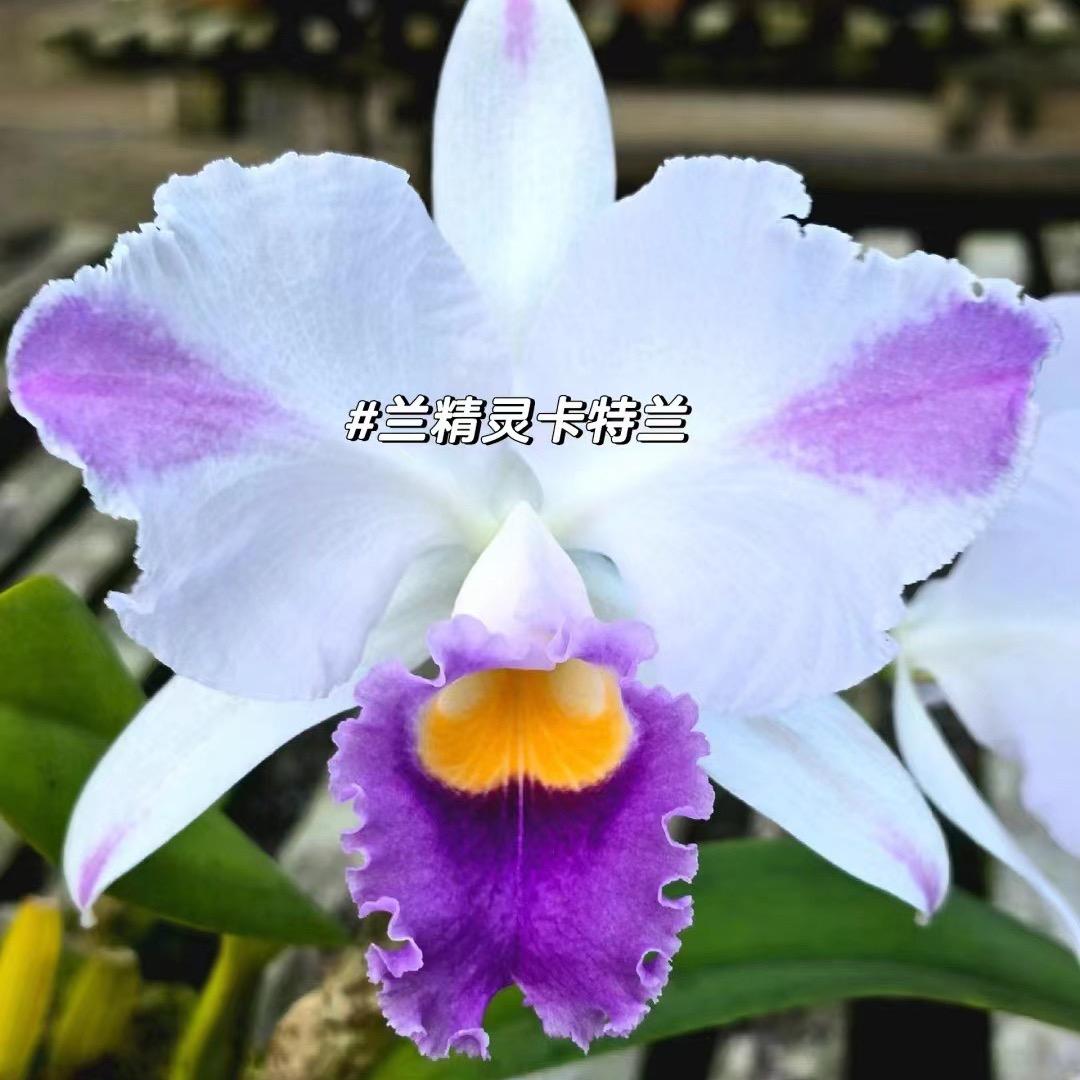 兰精灵·卡特兰