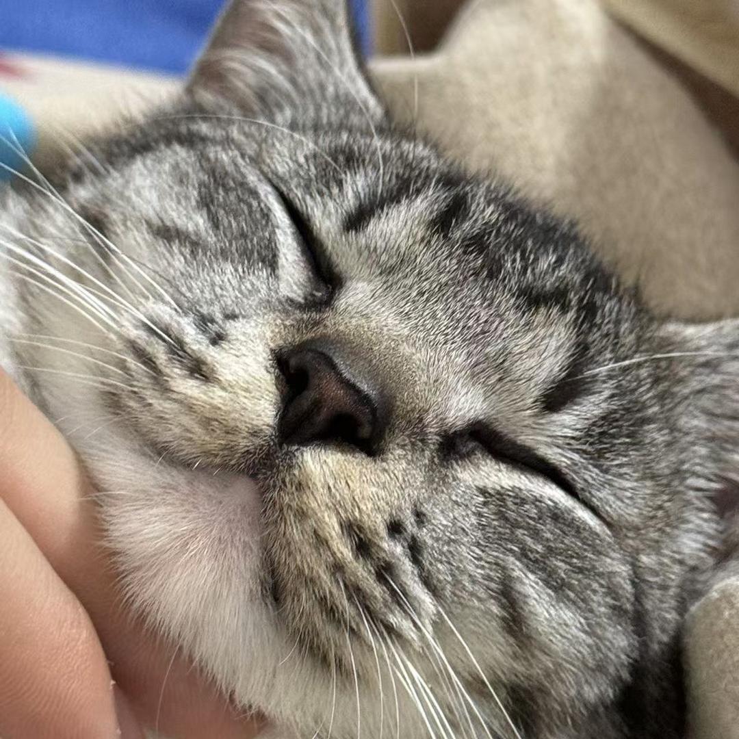 没有猫的野人