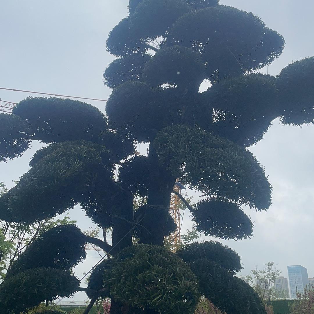🍀四叶草🍀