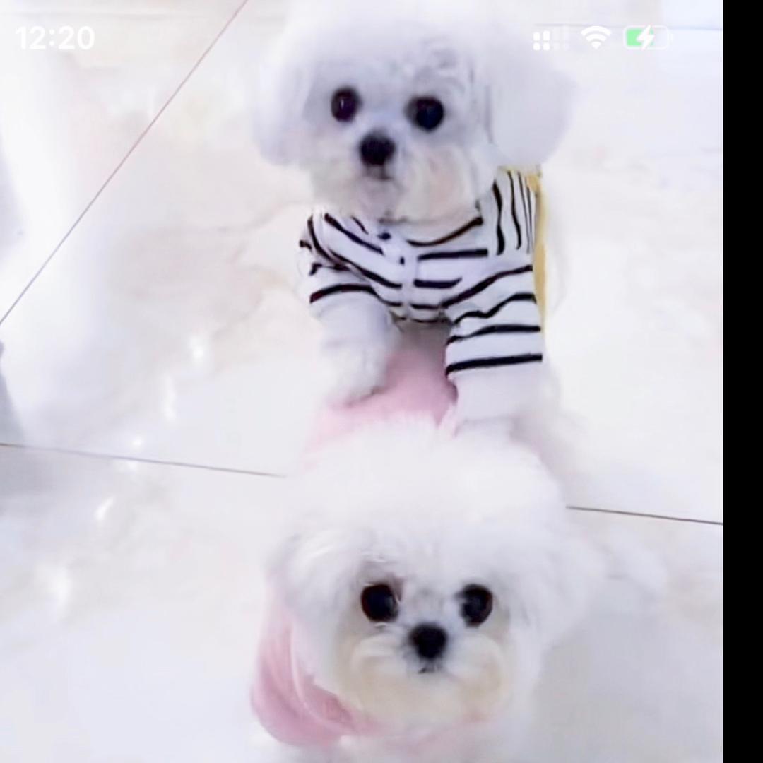 金灿灿的小比熊