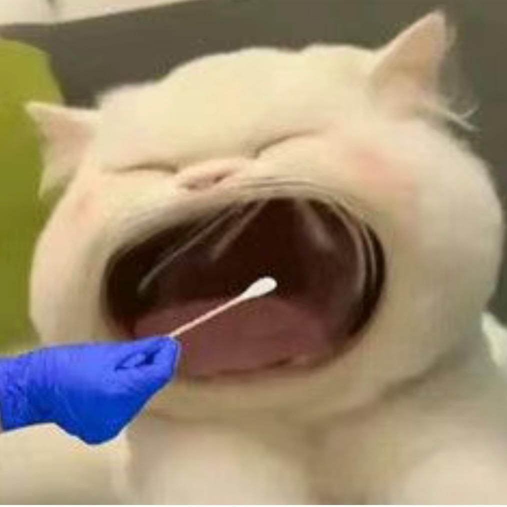红鲤驴与绿驴鱼ya!