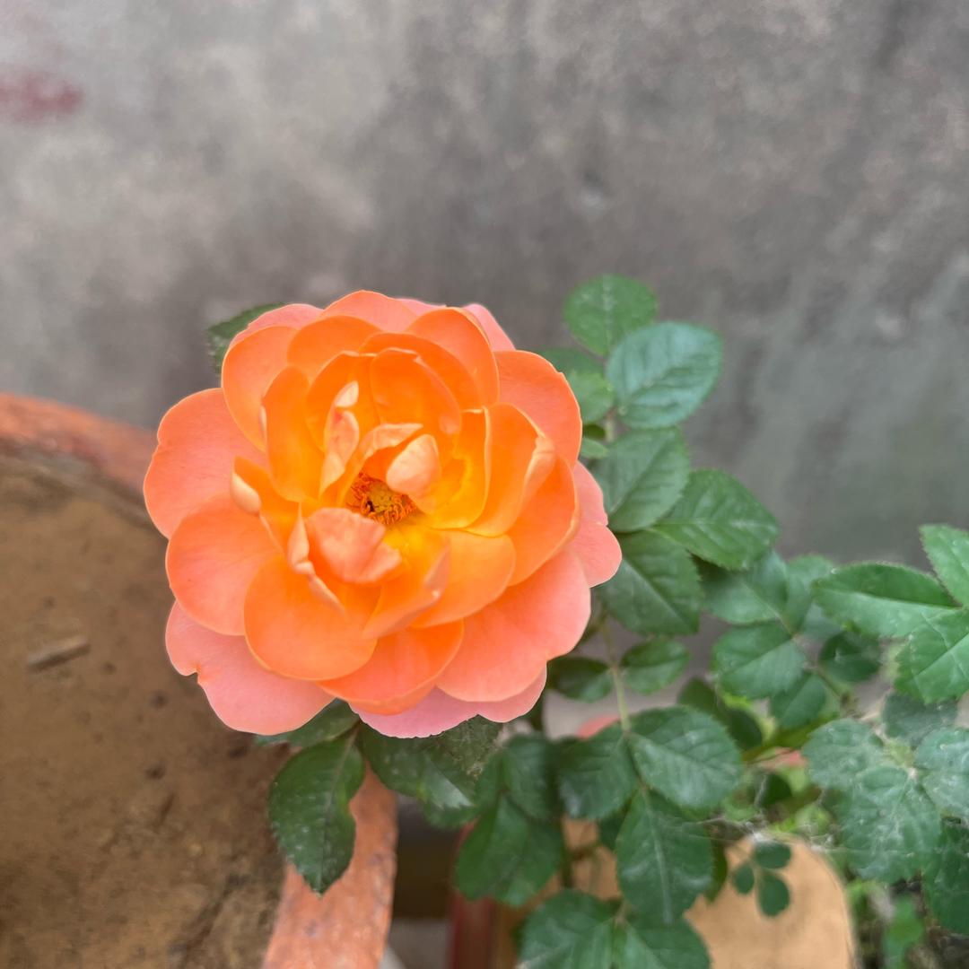 那些年🌸☘️