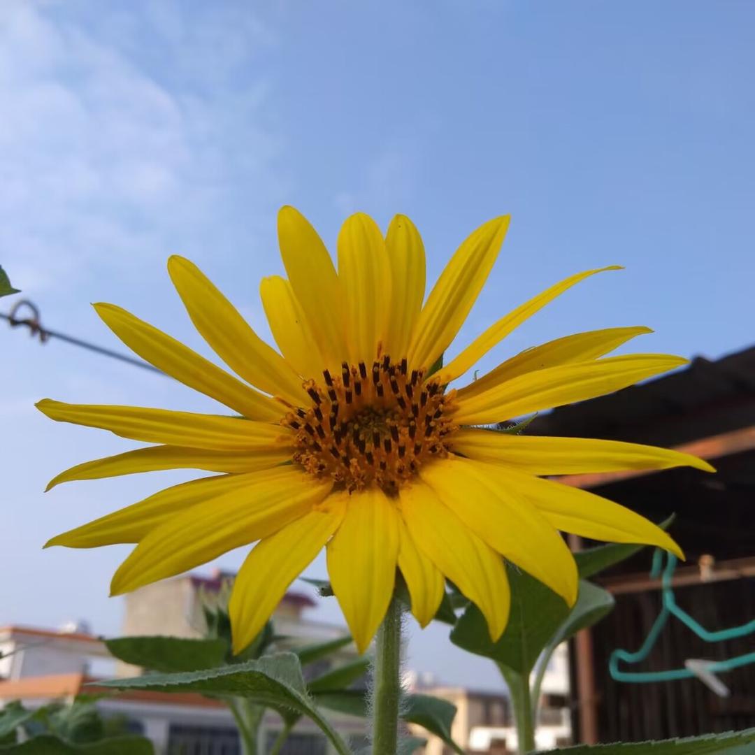 小小的窝瓜(广通驾校）