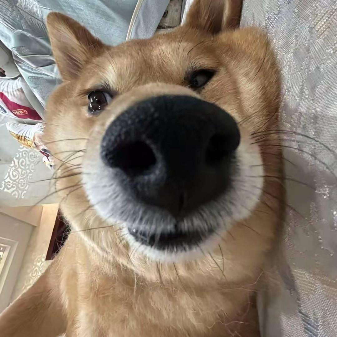 请你吃屁er