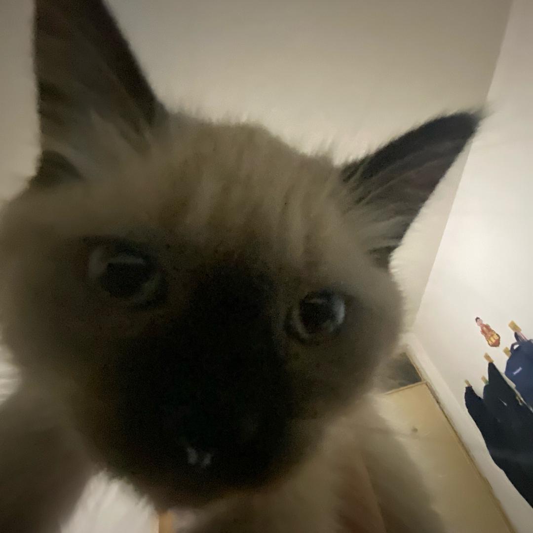 无敌胡小八大王