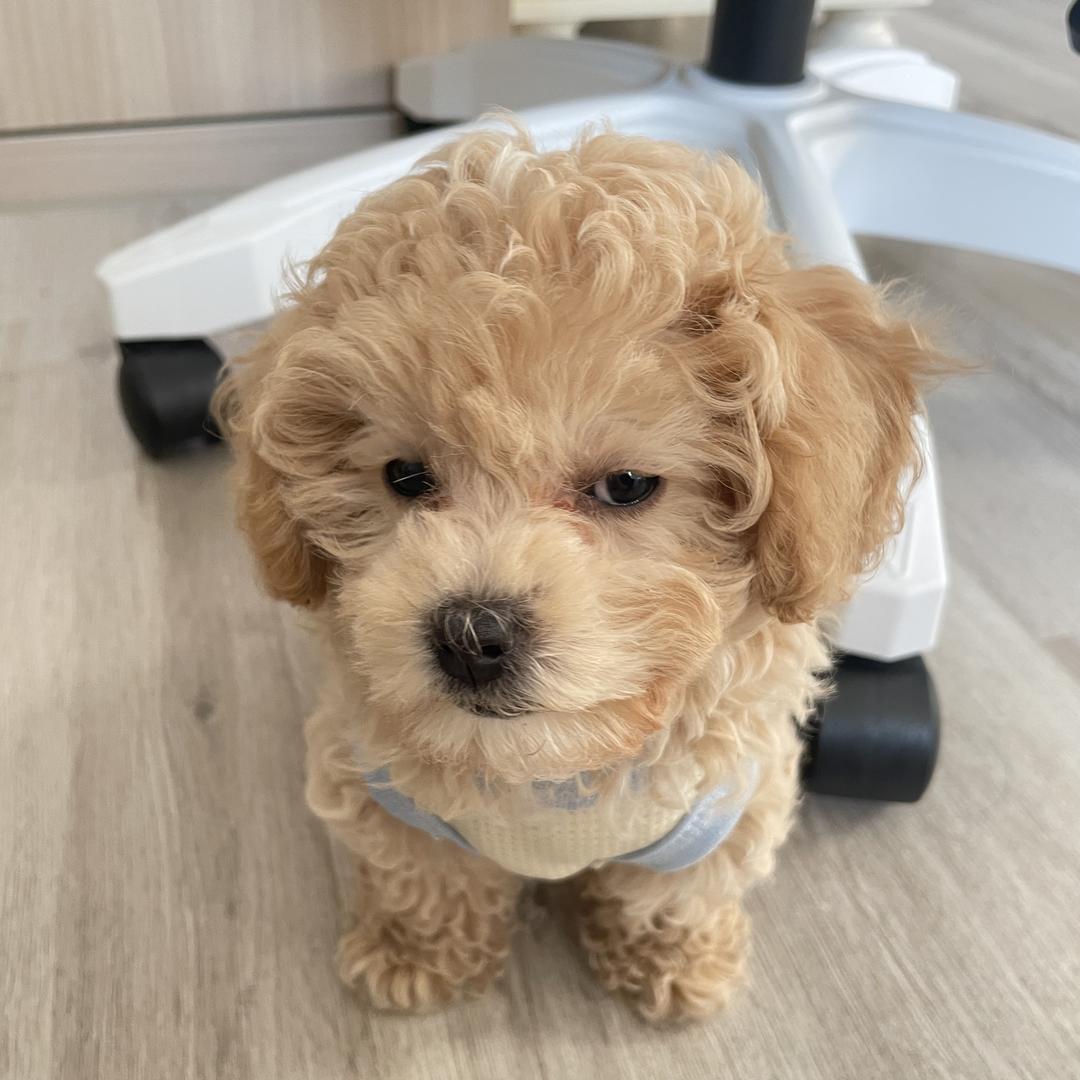 小狗卷卷の朋友圈🐶