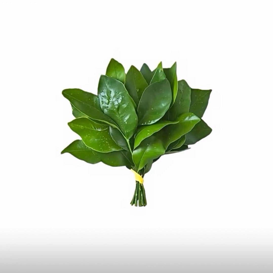 栀悦夏