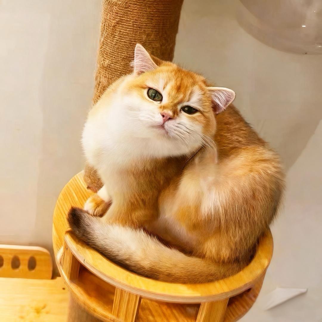 喵星好物情报局