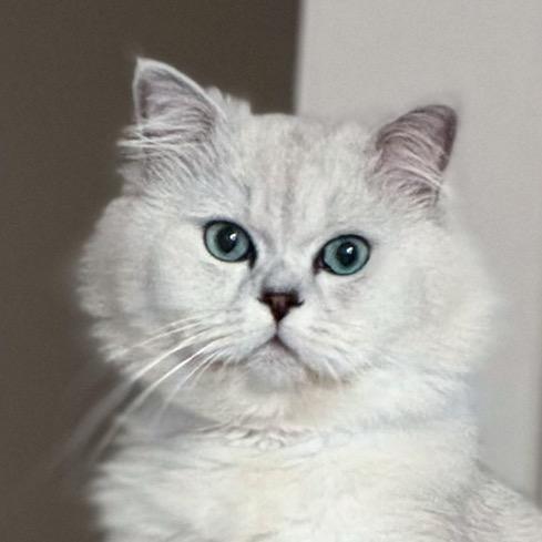 妮妮猫在看