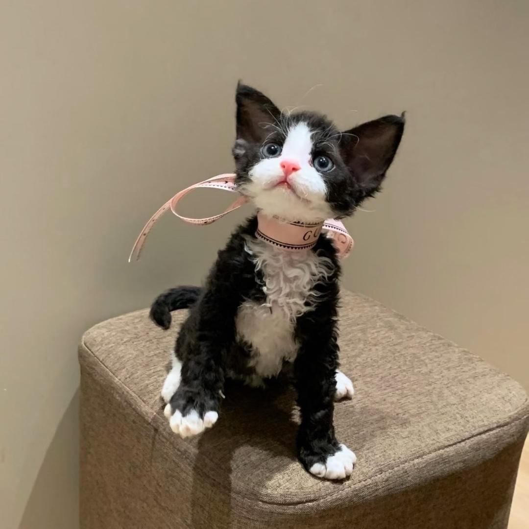 大灰家的德文（100多只德文）