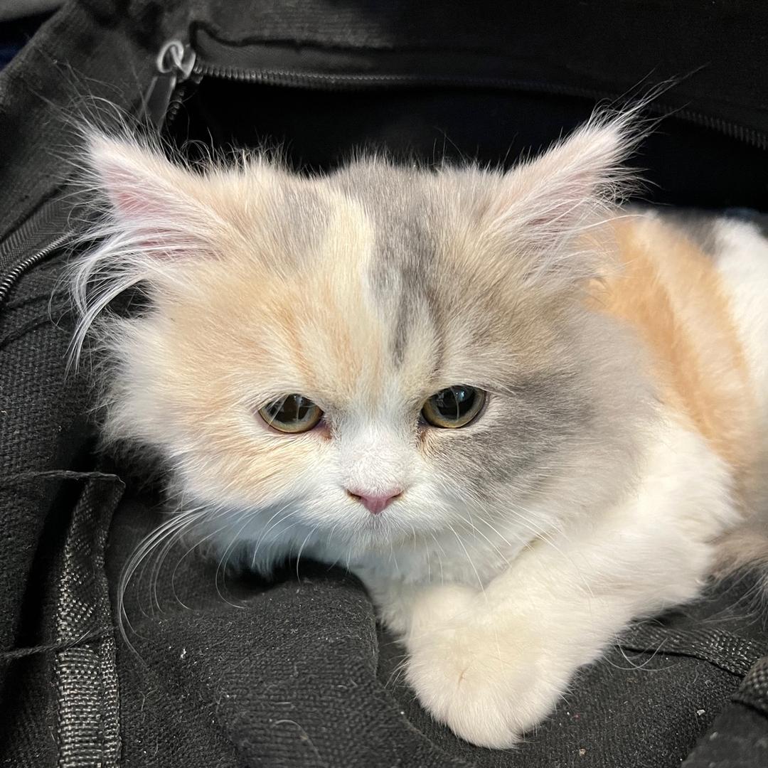 ༺石榴儿༻是只喵🐱