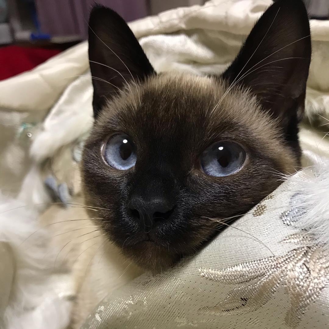 梅子