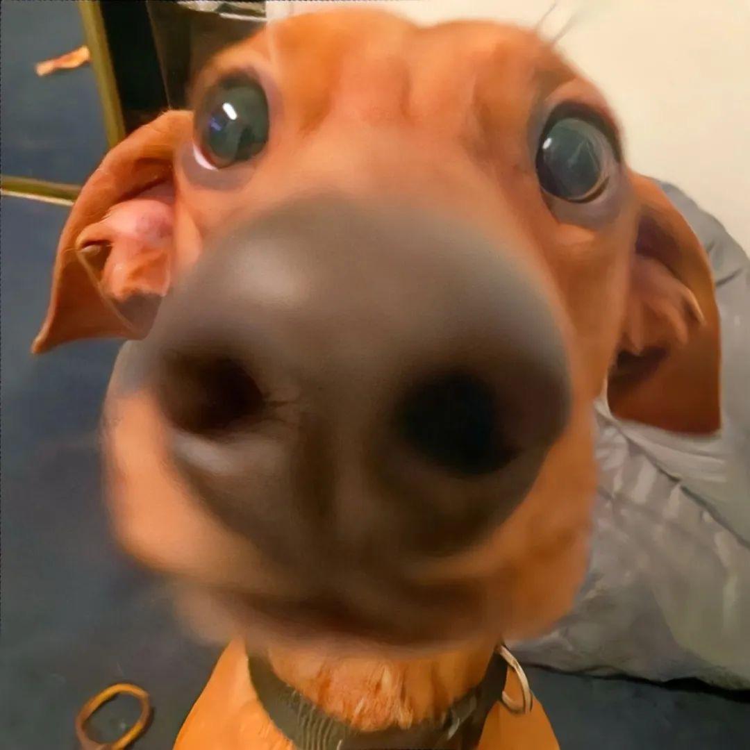 臭史(番茄大王)