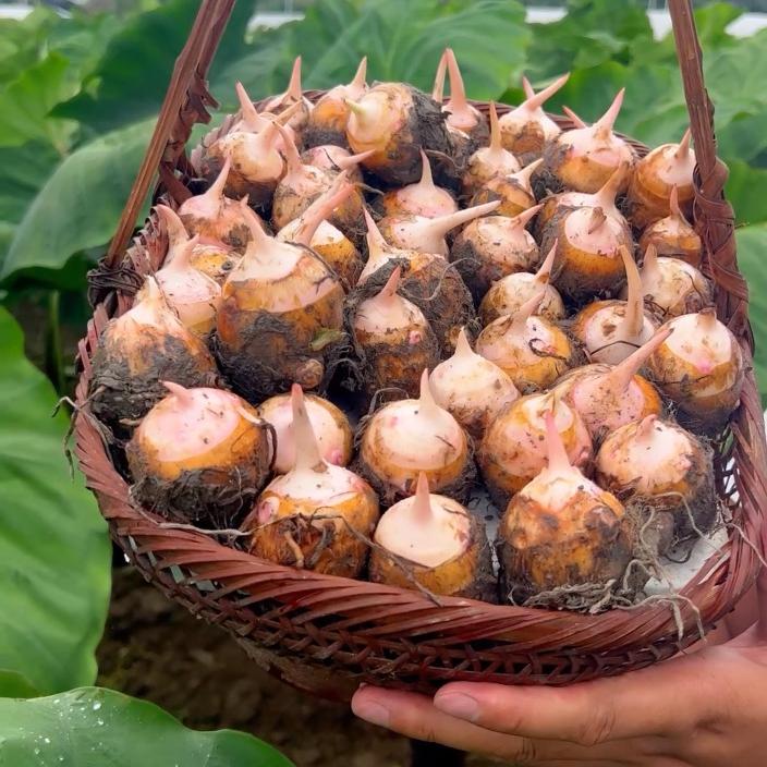 建宁公主严选生鲜香薯小时达