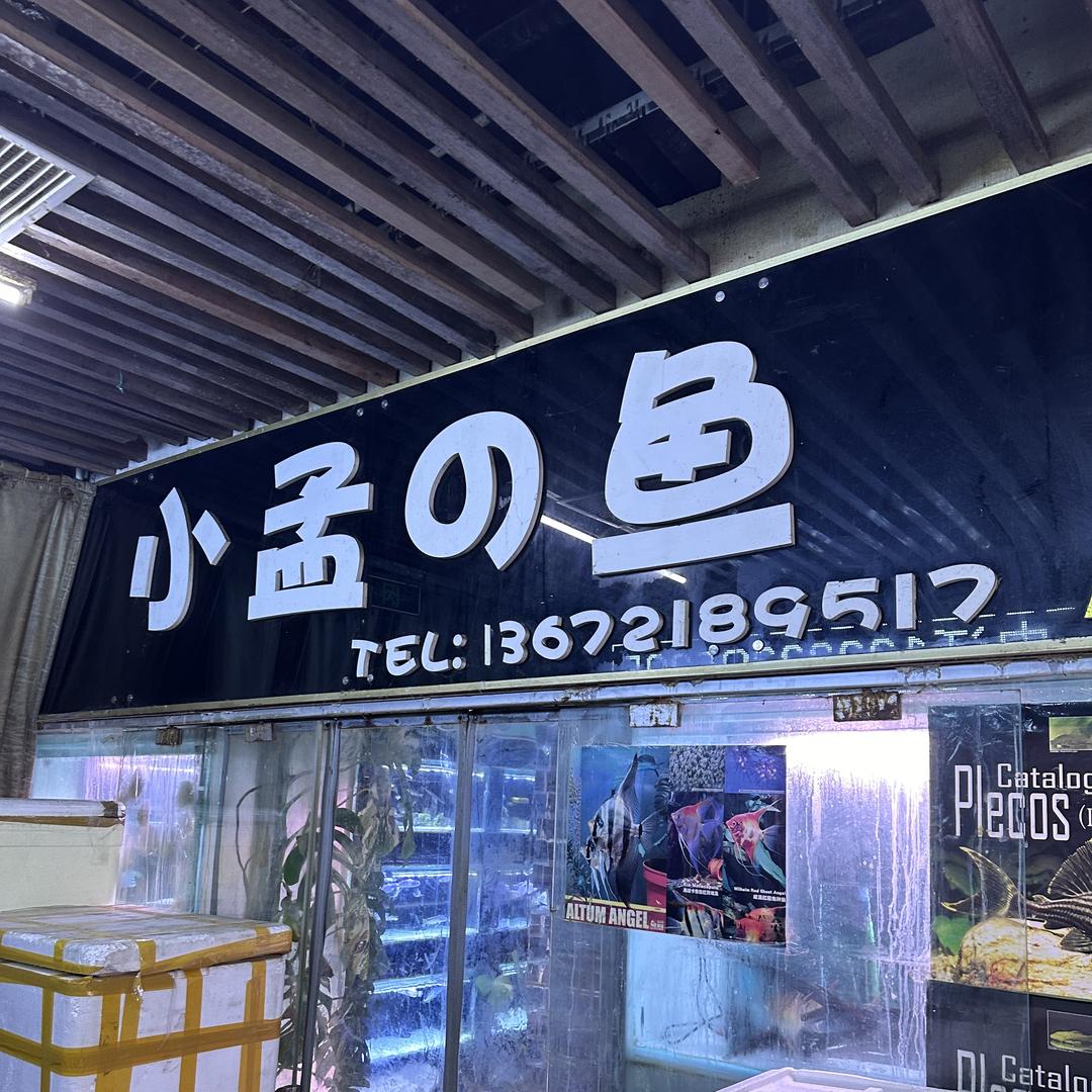 小孟的鱼精致水族