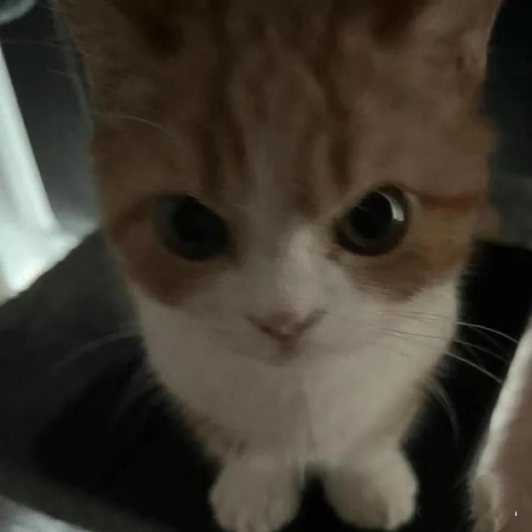 公主殿下的妹妹养的猫的主人