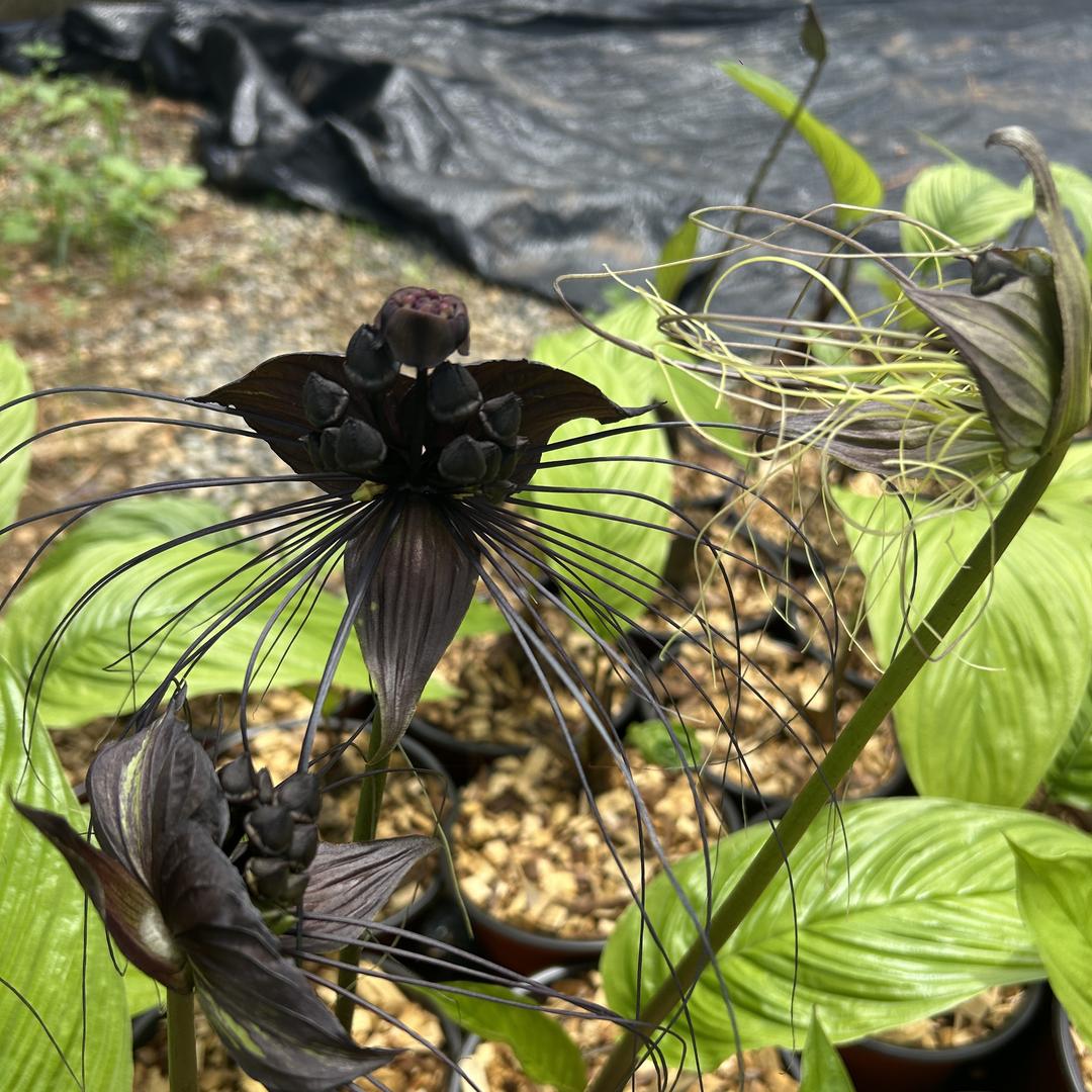 周朝坤陇川花卉礼品优品店