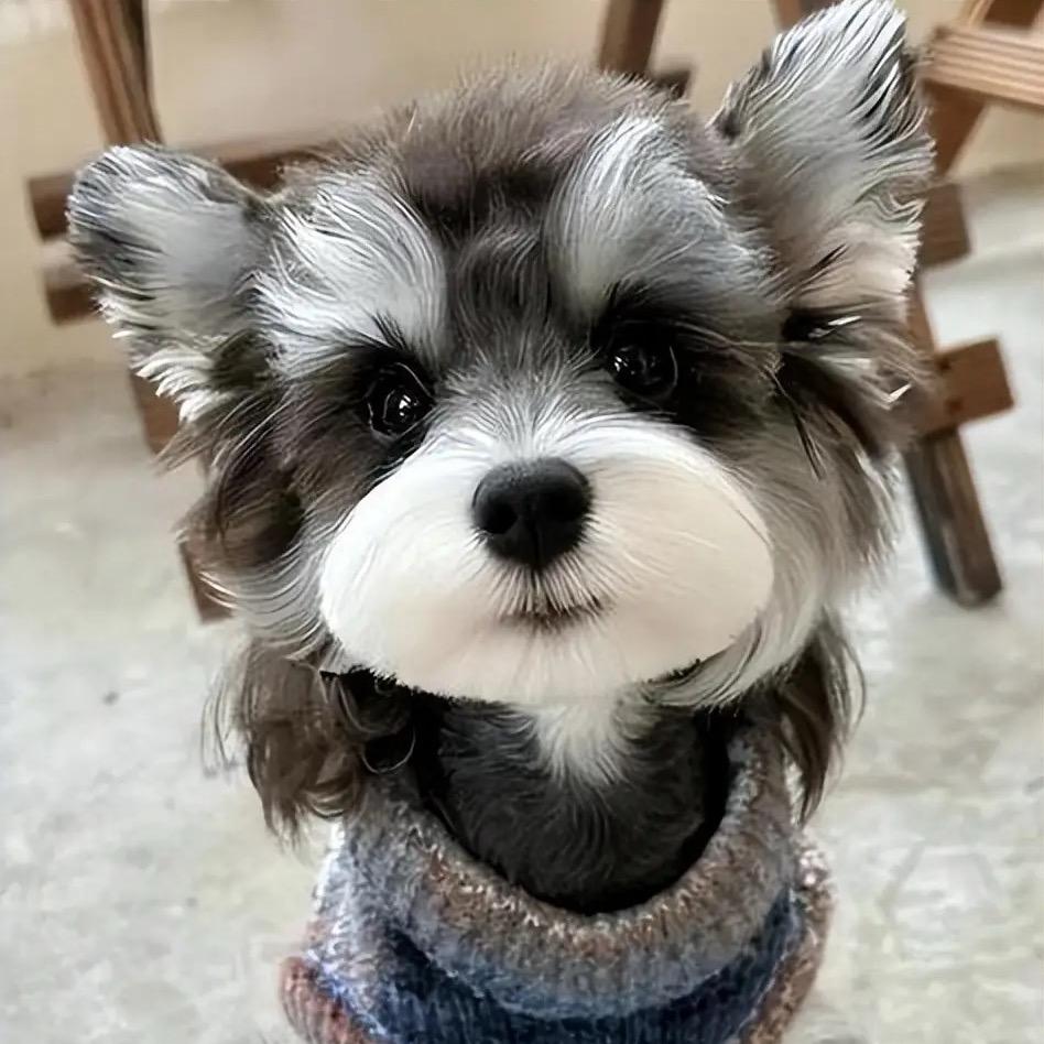 巧克力馅儿