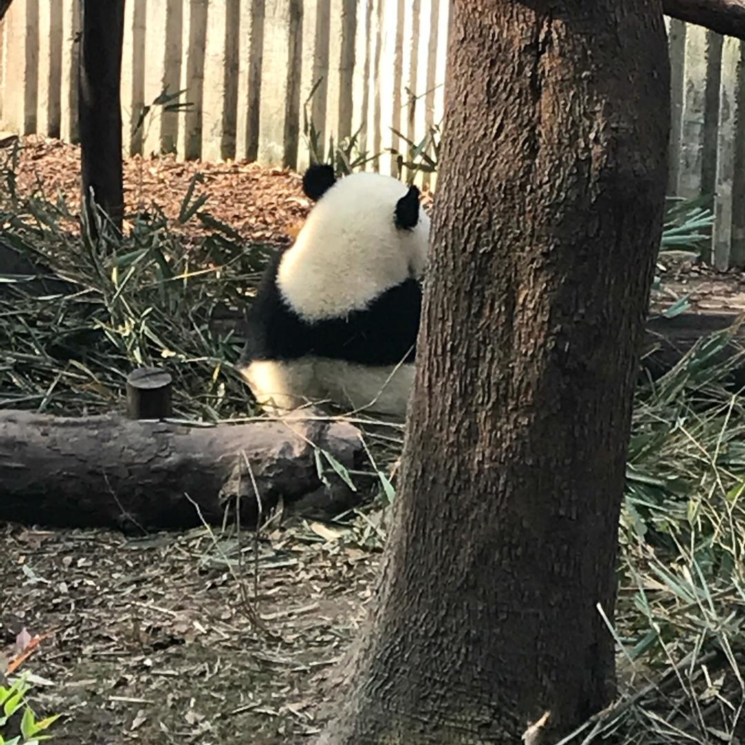 年糕糕