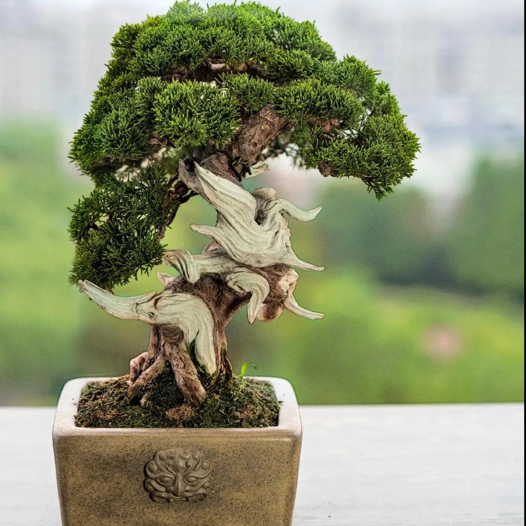 周姐盆景