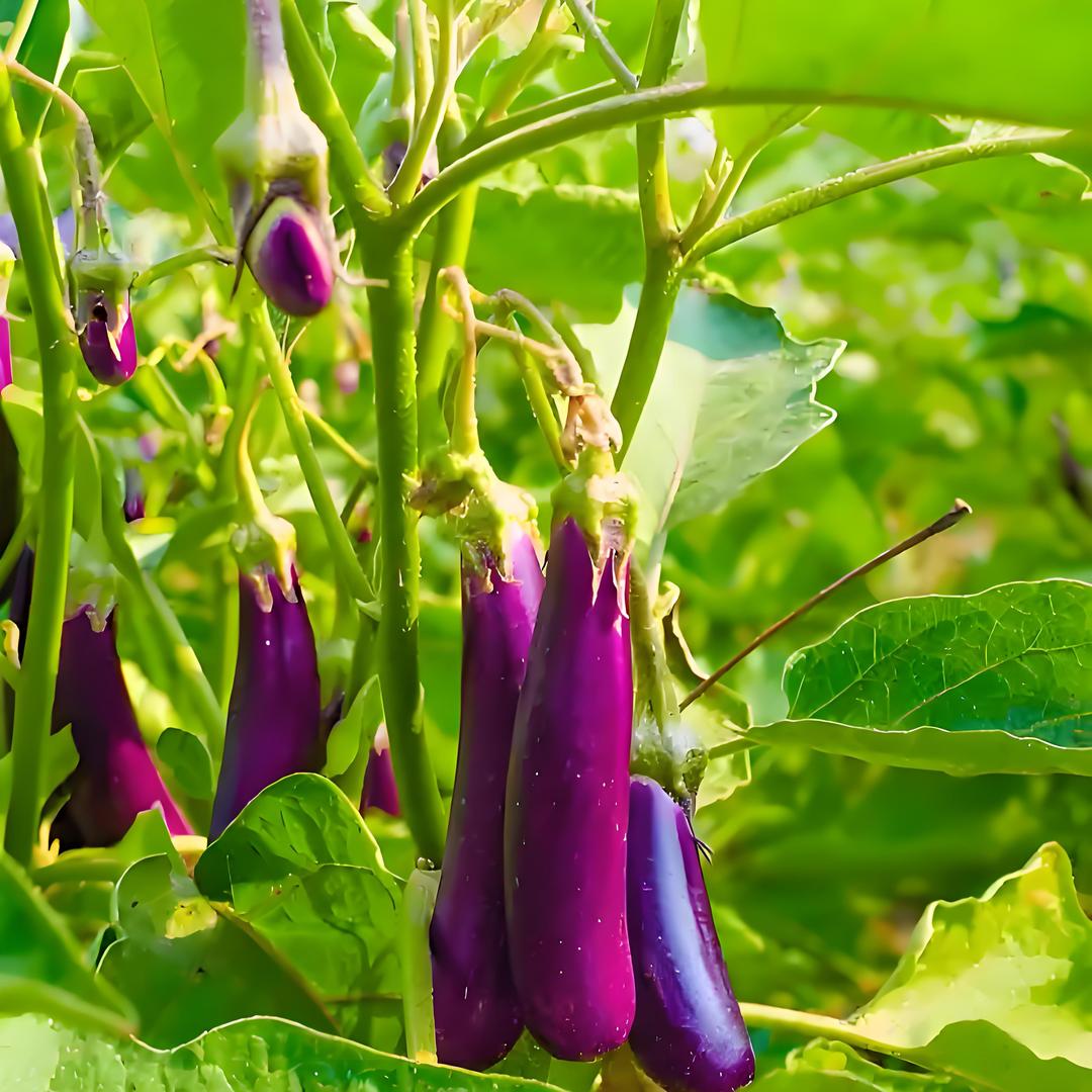 热爱餐饮的小伙伴