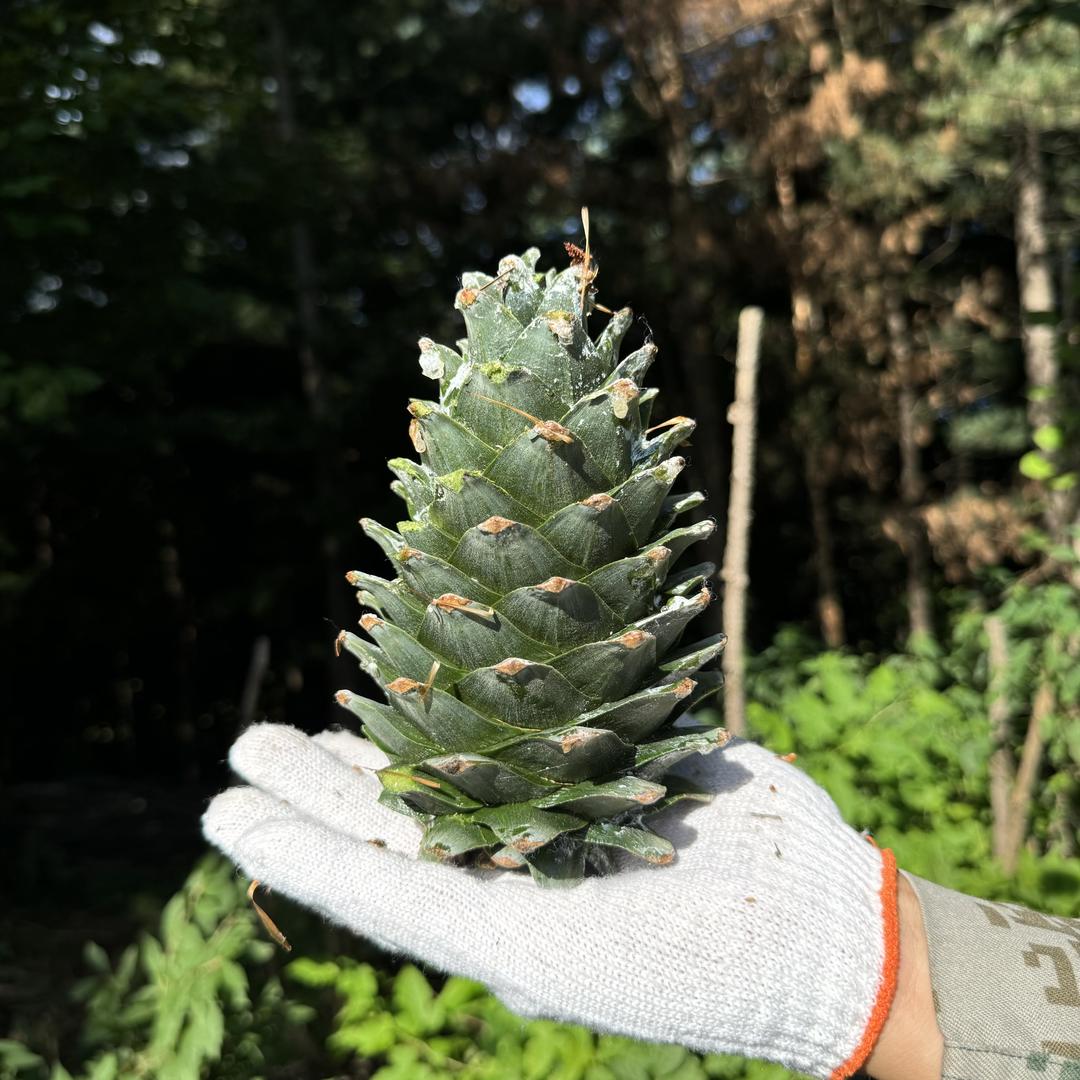 松韵东北山珍特产
