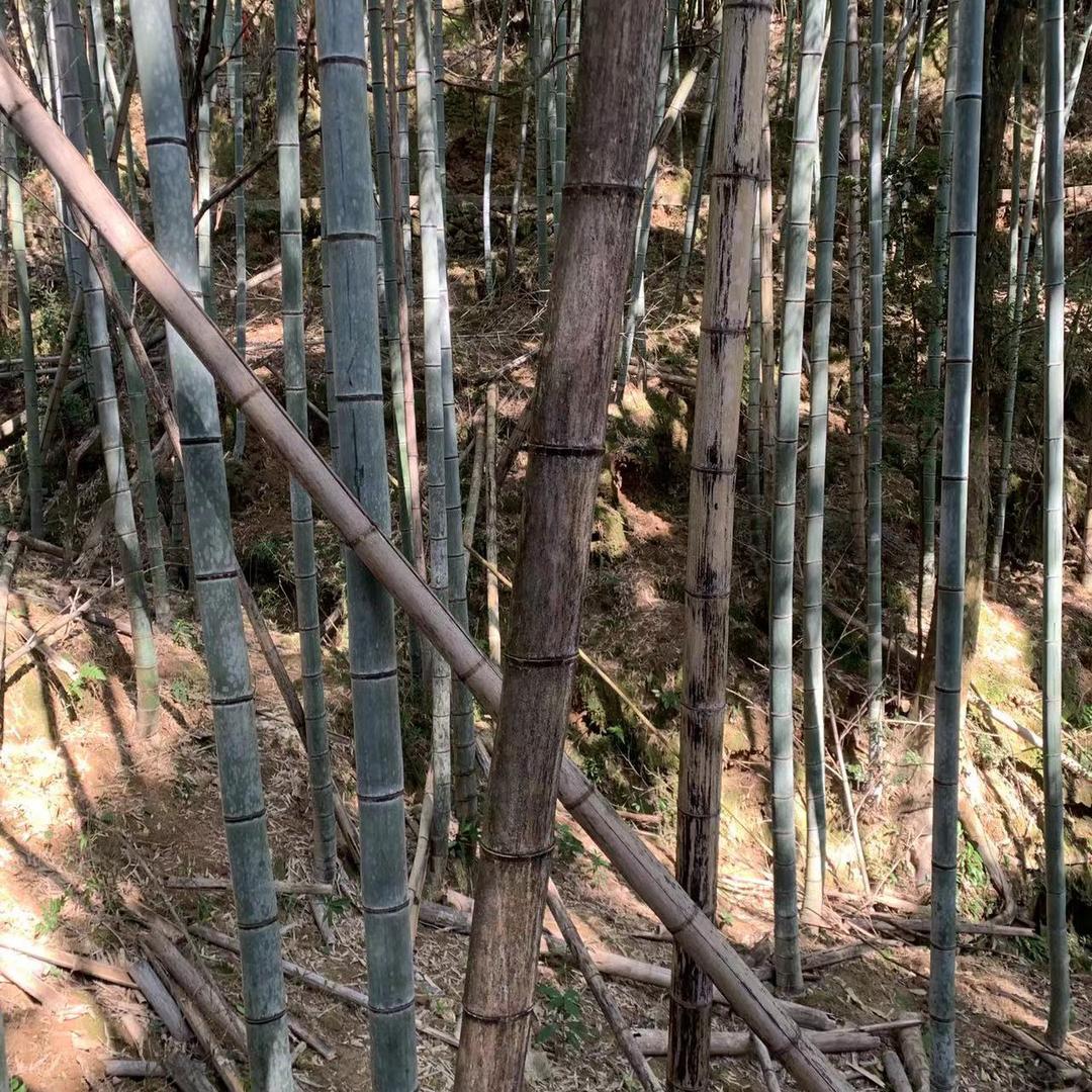 盖世英