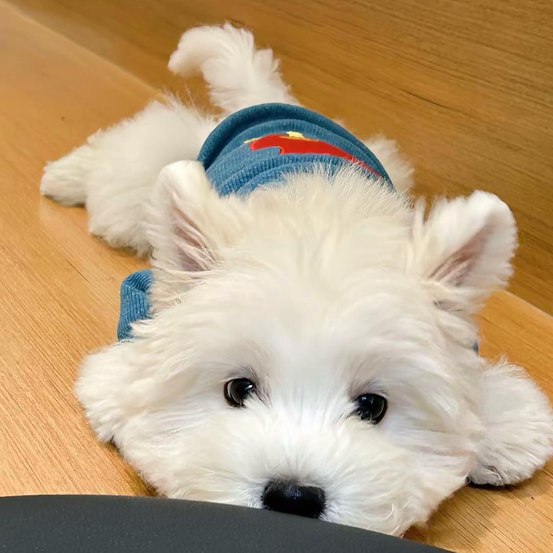 小鱼  .