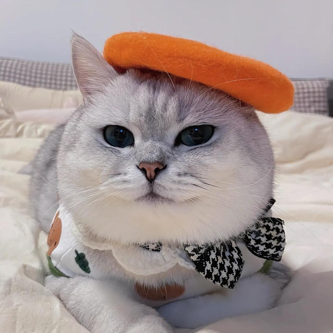 好运来的猫