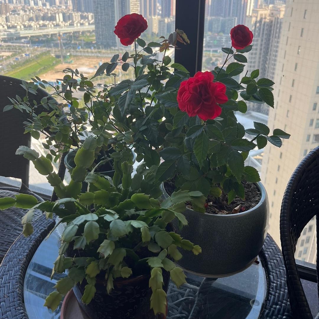 玲儿🌺💫