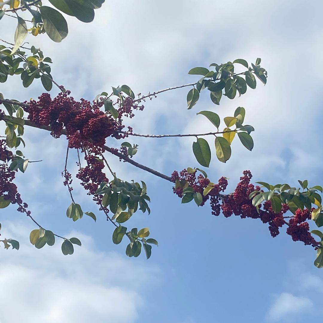 迪迪怪（胖MM-OOTD版）