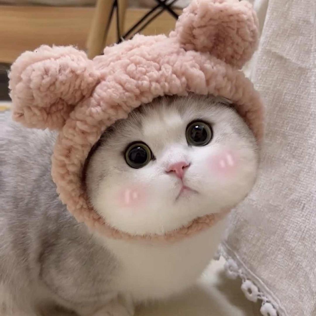 小丸子 🍡