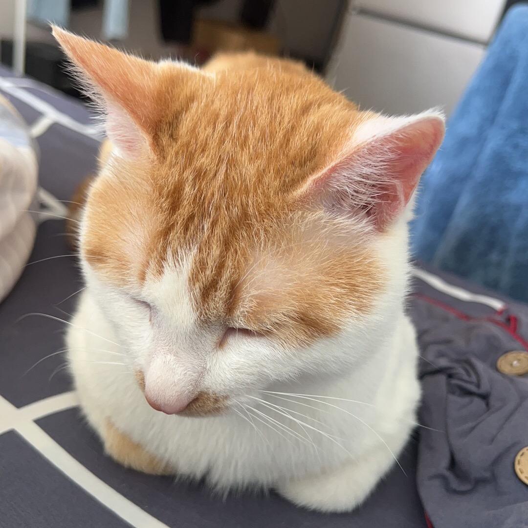 一只小猫叫财宝