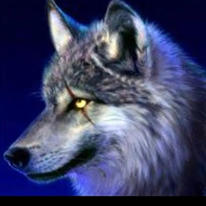 风中孤独一匹狼